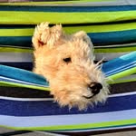Sherlock the Silver Fox Terrier