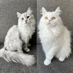 Missy & Silver & Cindy