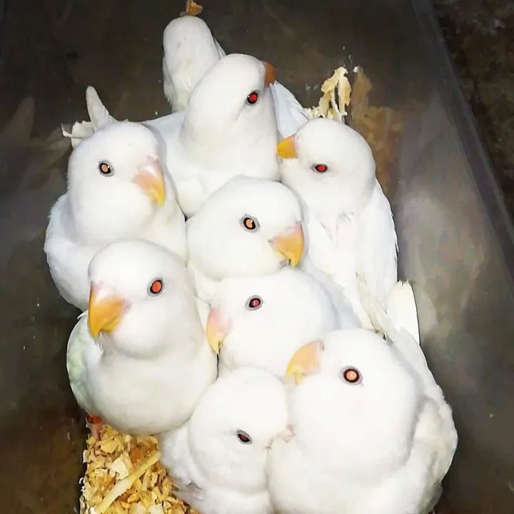 Probashibirdslover