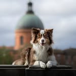 𝔻𝕠𝕘𝕤𝕔𝕒𝕥𝕗𝕒𝕞𝕚𝕝𝕪 🐶