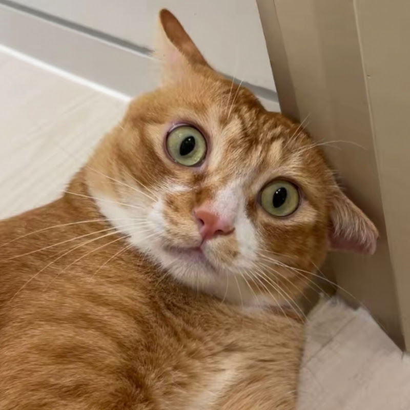 OG CAT