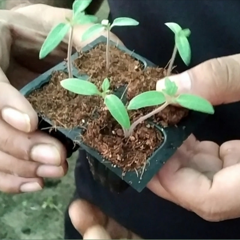 Krishi Samvad