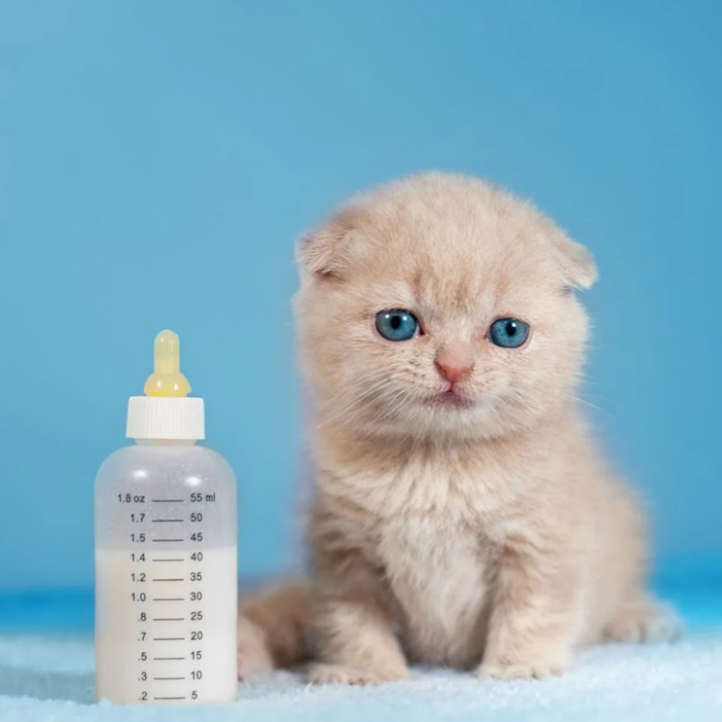 TinyPaws