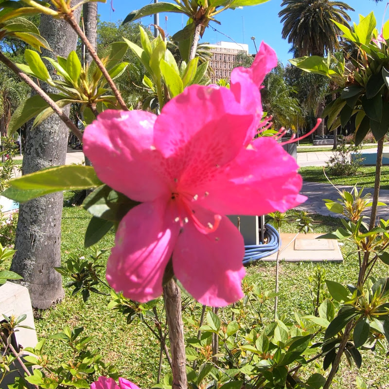 Hidden Life in Argentina