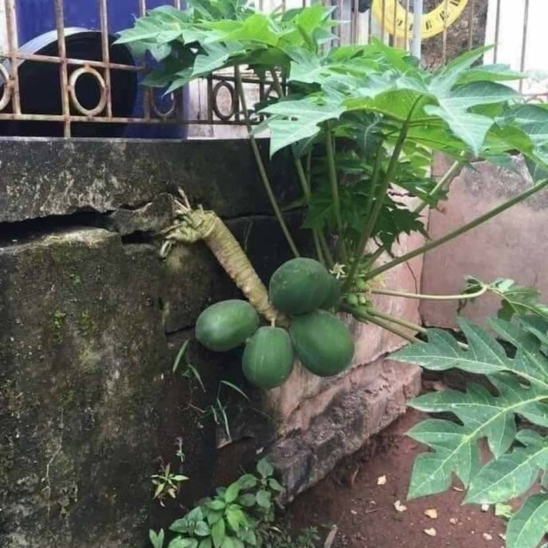 vlog giải trí thiên nhiên