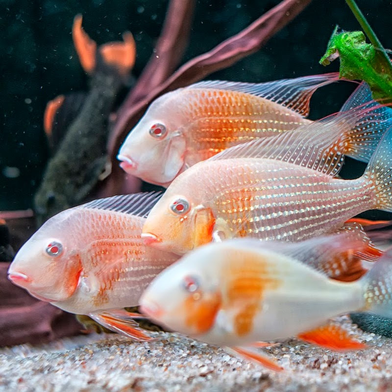 Osh city Aquarium Аквариум и рыбки