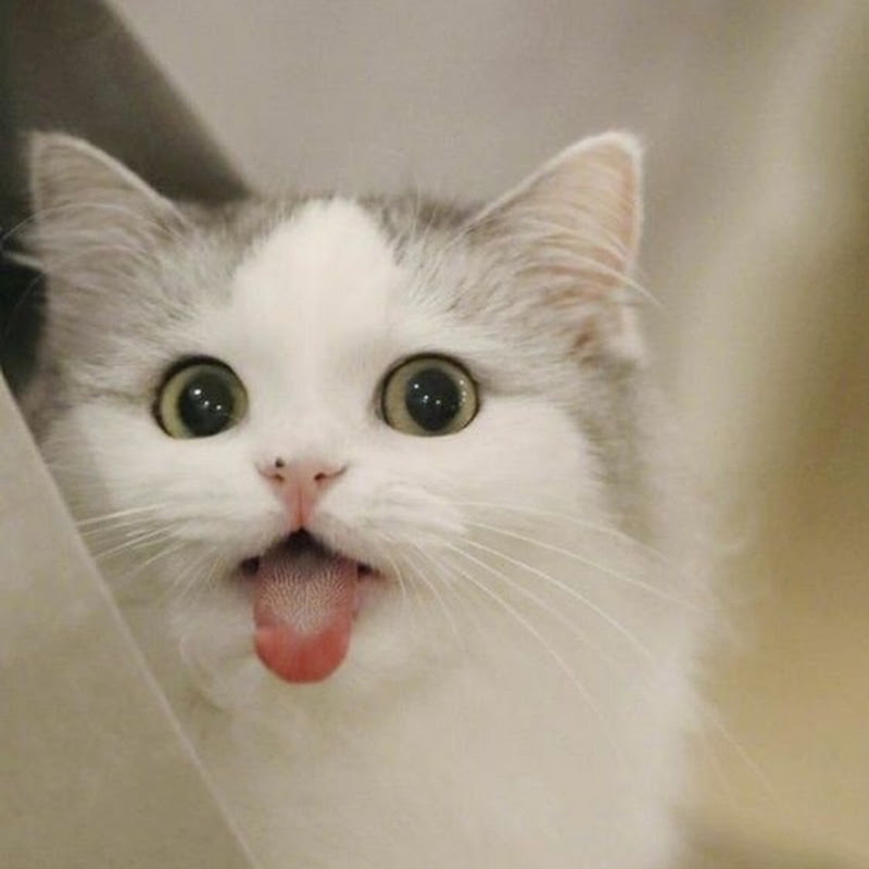 Cuty Kitty