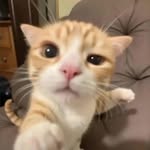 cutiepie cats