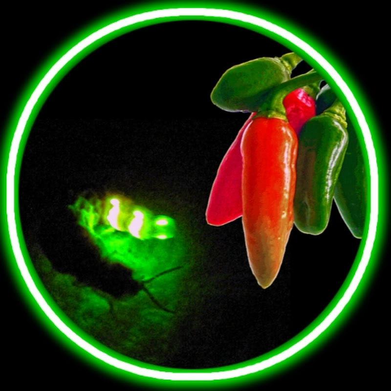 Peppers 'n' Glowworms
