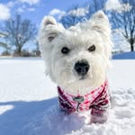 Lacey the Westie