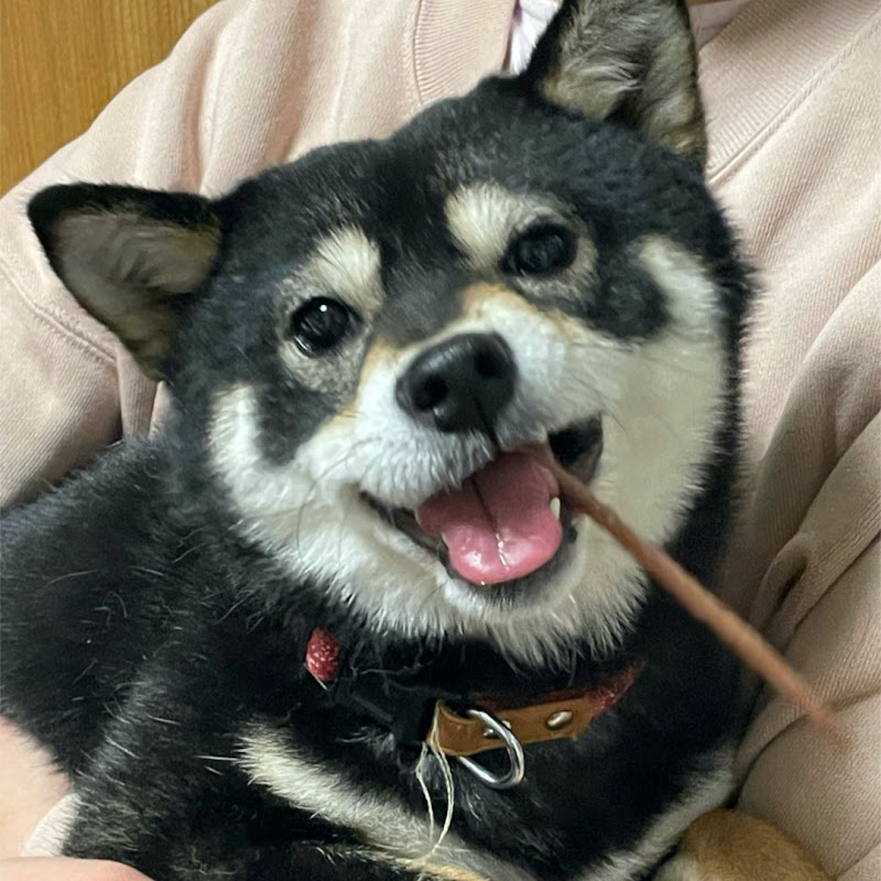  黒柴ツバちゃん🐶