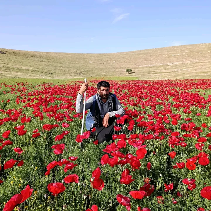 Ferit koçer