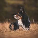 Border Collie Yankee