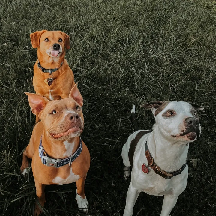 thebixlerbunch