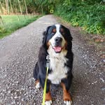 Adventures_Of_Stellabear