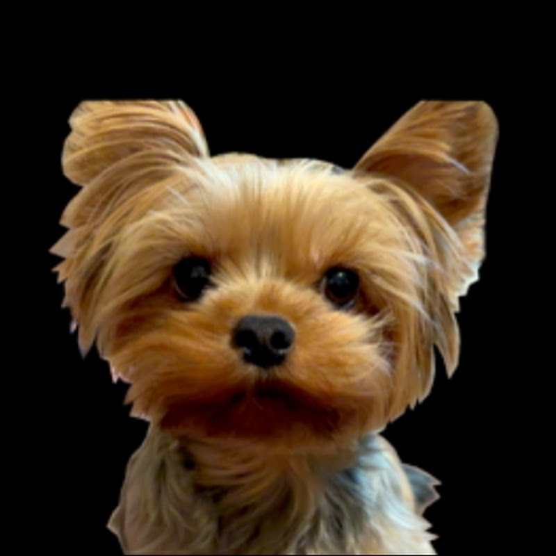 Luna The Yorkie Girl