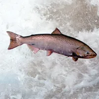 salmonazo