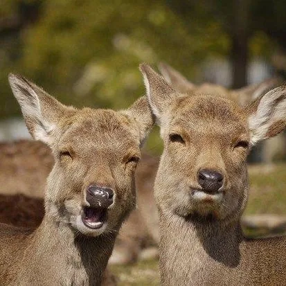ホテル ニュー わかさ ( 奈良 ) 🦌