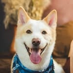 Snow, o Dog Influencer 🐶