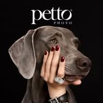 Dog / Cat / Pets / Animal / Equine petto photo