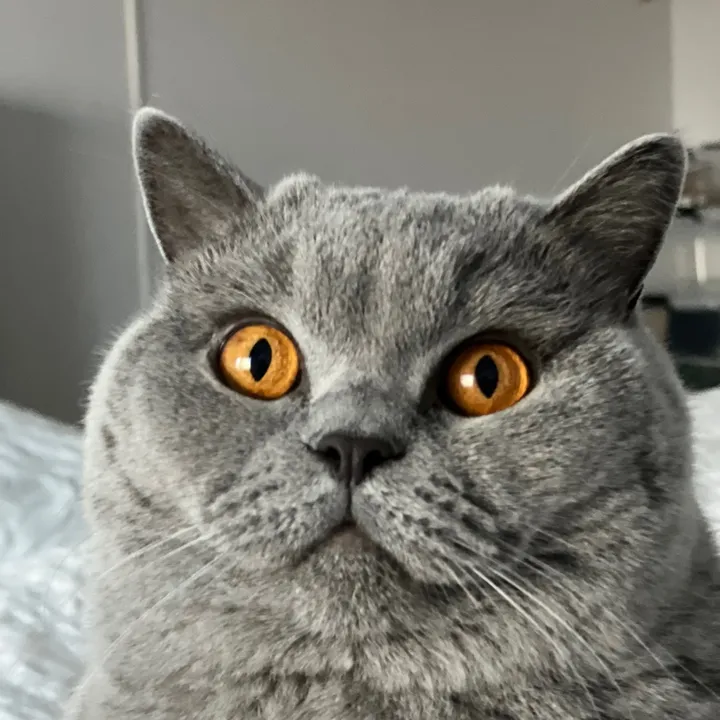 Dutch British Shorthairs