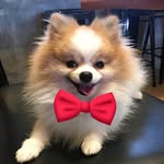 Captain Taco