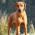 Rhodesian Ridgeback