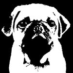 PapaPug Diego