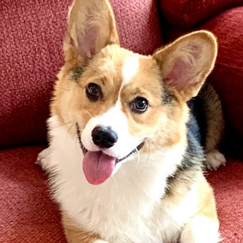 CORGI the corgi