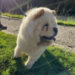 Sherlock Scott Holmes-Dochy