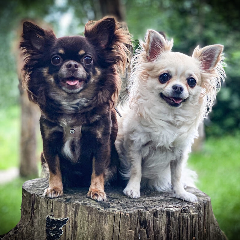 Chihuahua’s Daisy & Lady