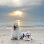 caspergannon.samoyed