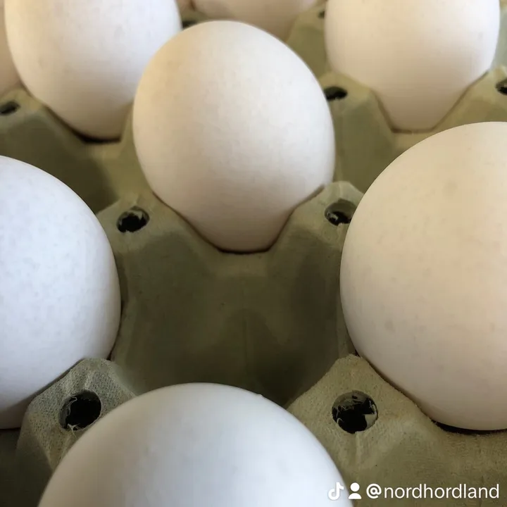 EggTokNorge🥚🇳🇴Dan