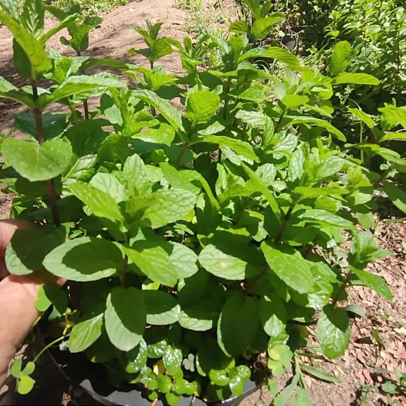 زراعة بدون اخطاء agriculture