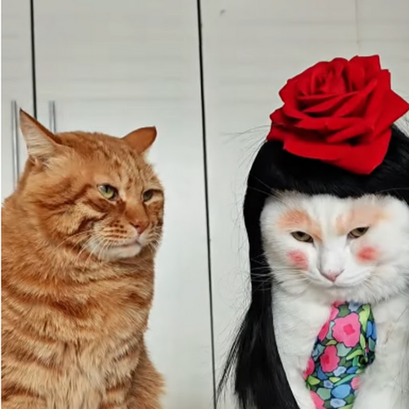 Cat Makeup