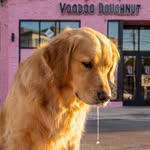 Official Golden Retriever