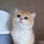 BabyBear British Shorthairs 🇸🇬