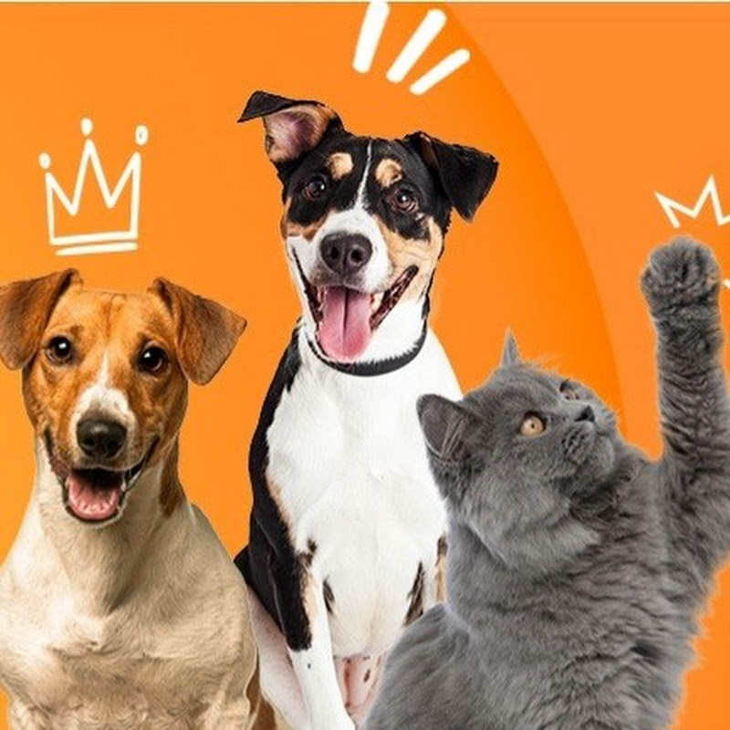 Pet Guide For Dummies