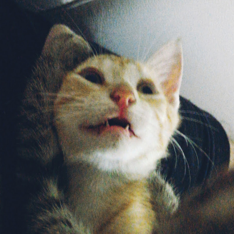 Instrumeow