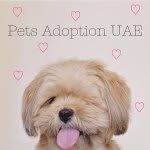 Pets Adoption UAE