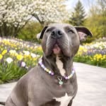 ⊹ 𝐄𝐀𝐑𝐋𝐘 ⊹ 🐾 Amstaff Happy