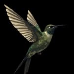 : TRIBU-LIBRE-[OR]GANIC.