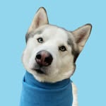 The Husky Enzo 🐾