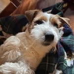 Jack Russell Terrier 🐶