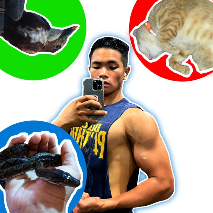 Cucakudang_