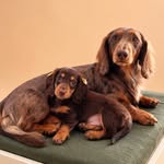 NICO E LIA
