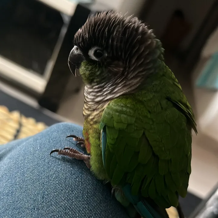 சாந்தி கணேசன்