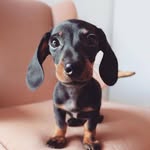 Dachshund Lovers
