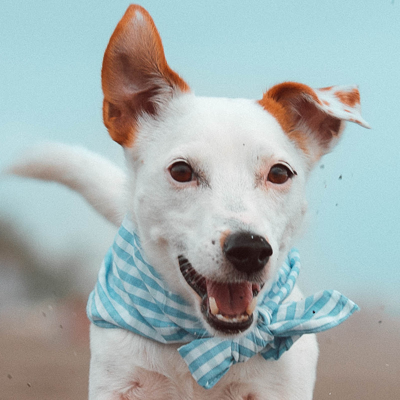 Dog Beach Walks