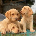 Labrador dogs